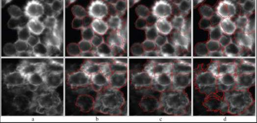 Segmentation of images of Drosophila Kc167 cells.jpg