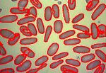 Red blood cells, captured