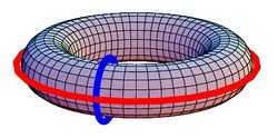 The two generators of the homology group of the torus