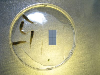 fish in petri dish - original