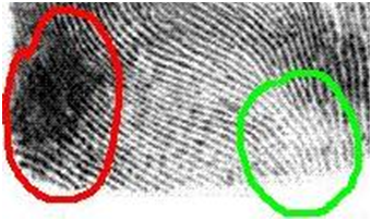 Fingerprint with light and dark areas.png
