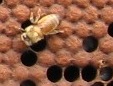 Bee brood-zoomed.jpg