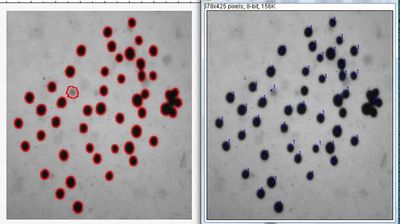 Testing counting with imagej 1.jpg