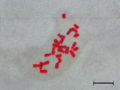 Chromosomes(v31)1x 140 19 0.png